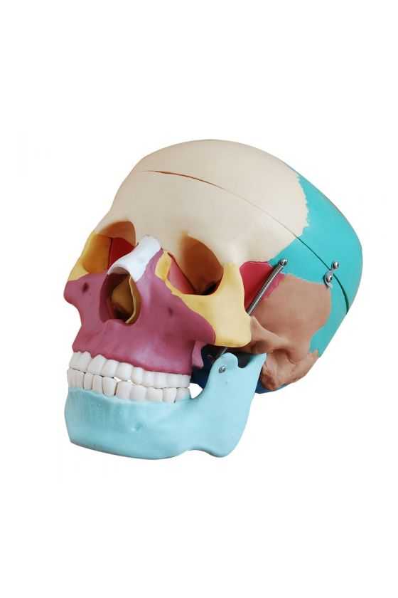 Cráneo Humano Tamaño Real  Colores 
