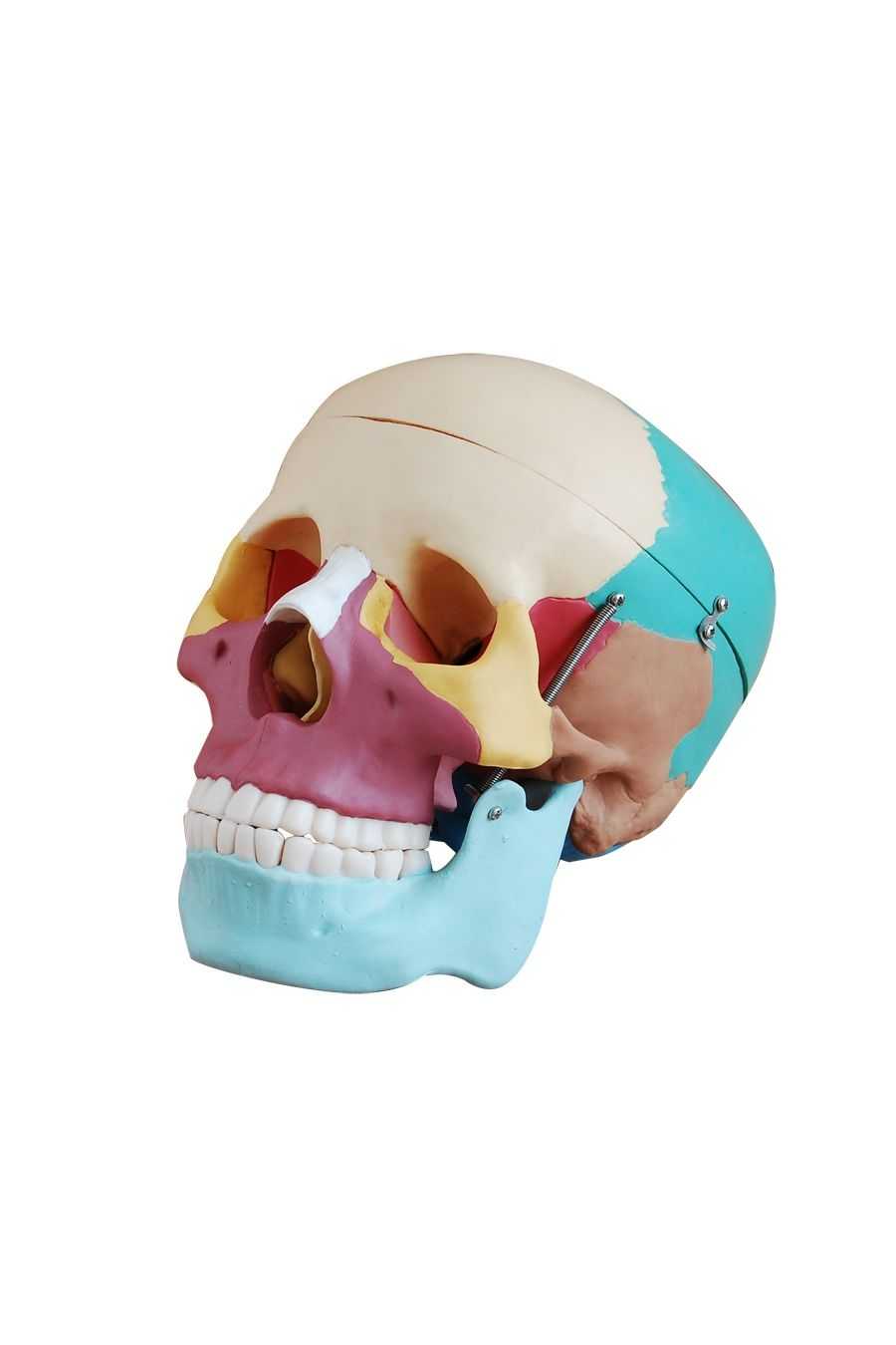 Cráneo Humano Tamaño Real  Colores 